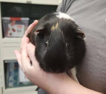 Rescue Guinea Pig Guinea Pigs for Adoption in Chesapeake, Virginia - 59314343 | PetCurious